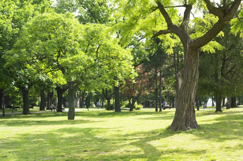 A green space